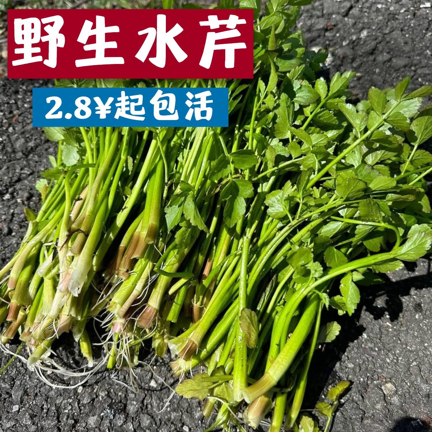 野生水芹菜鲜嫩野芹菜