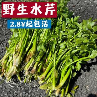 水芹菜野芹菜水培芹菜现摘发货净化水质去除氨氮养龟造景绿植水草