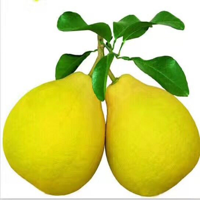 正宗梅州沙田柚子50斤装精品果客家纯甜金柚孕妇水果广东省内包邮