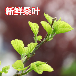 新鲜嫩桑叶蚕宝宝饲料小蚕桑树苗盆栽现摘桑叶农家自种包邮