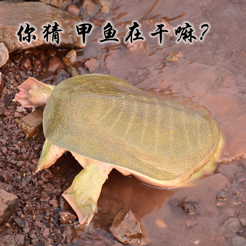 千岛湖中华鳖 4年700克王八 水鱼 团鱼 生态野外活体有机甲鱼