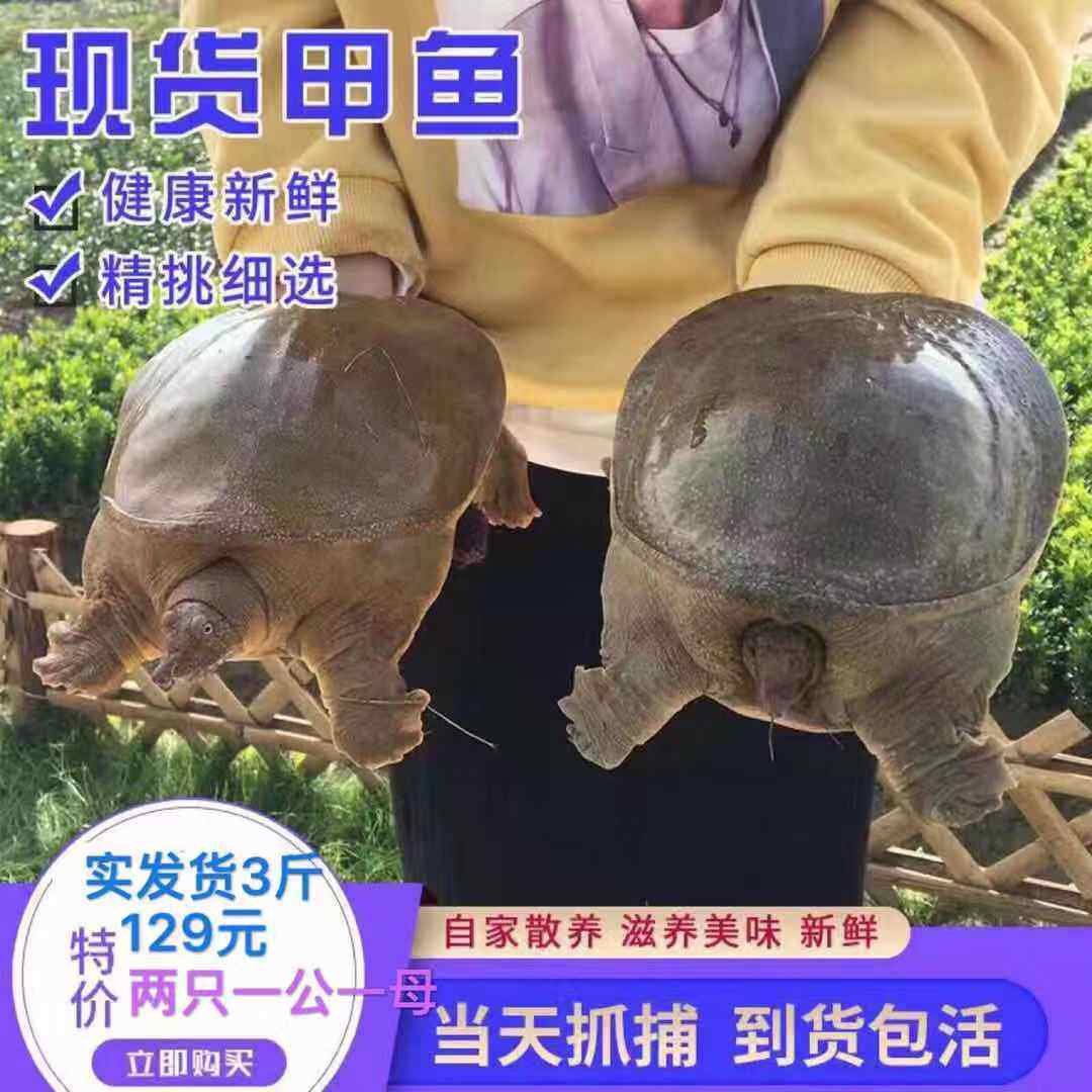 甲鱼鲜活水鱼生态外塘青黄背老鳖活物生态3斤公甲鱼优质新鲜团鱼,水产肉类/新鲜蔬果/熟食,甲鱼,淘宝优惠券,粉丝福利购,淘宝优惠卷