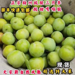顺丰10斤正宗梅州酸脆三月李脆李青李子大果孕妇新鲜当季现摘农家