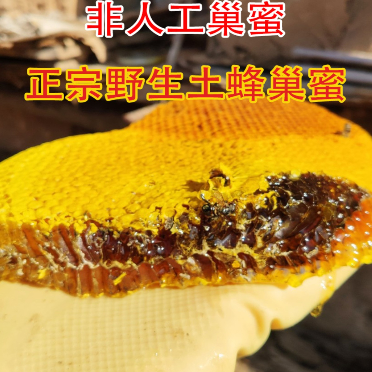 【爆量装】满满一大盒嚼着吃秦岭土蜂蜜一年取一次纯中华蜂无添加