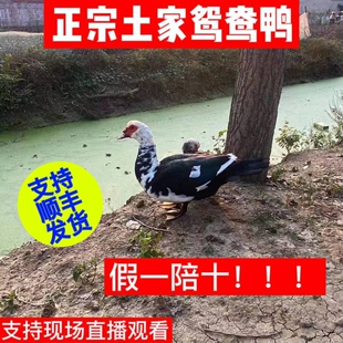 苏北农家正宗散养 藤子 红脸鸭 鸳鸯