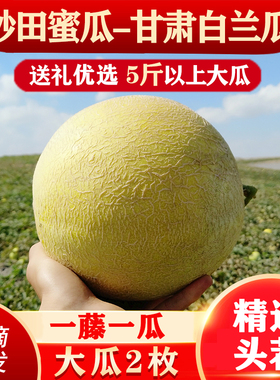 甘肃戈壁白兰瓜特级兰州网纹大银蒂蜜瓜礼盒现摘现发砂田瓜州沙漠