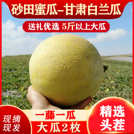 甘肃戈壁白兰瓜特级兰州网纹大银蒂蜜瓜礼盒现摘现发砂田瓜州沙漠