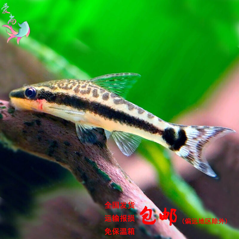 特价小精灵鱼除藻除苔工具鱼宠物鱼活体热带鱼观赏鱼水族草缸|ruв категории животное/Животное питание и принадлежностей, аквариум мира, рыба - от Buy2taobao.com для оказания профессиональной услуги покупки агента Taobao