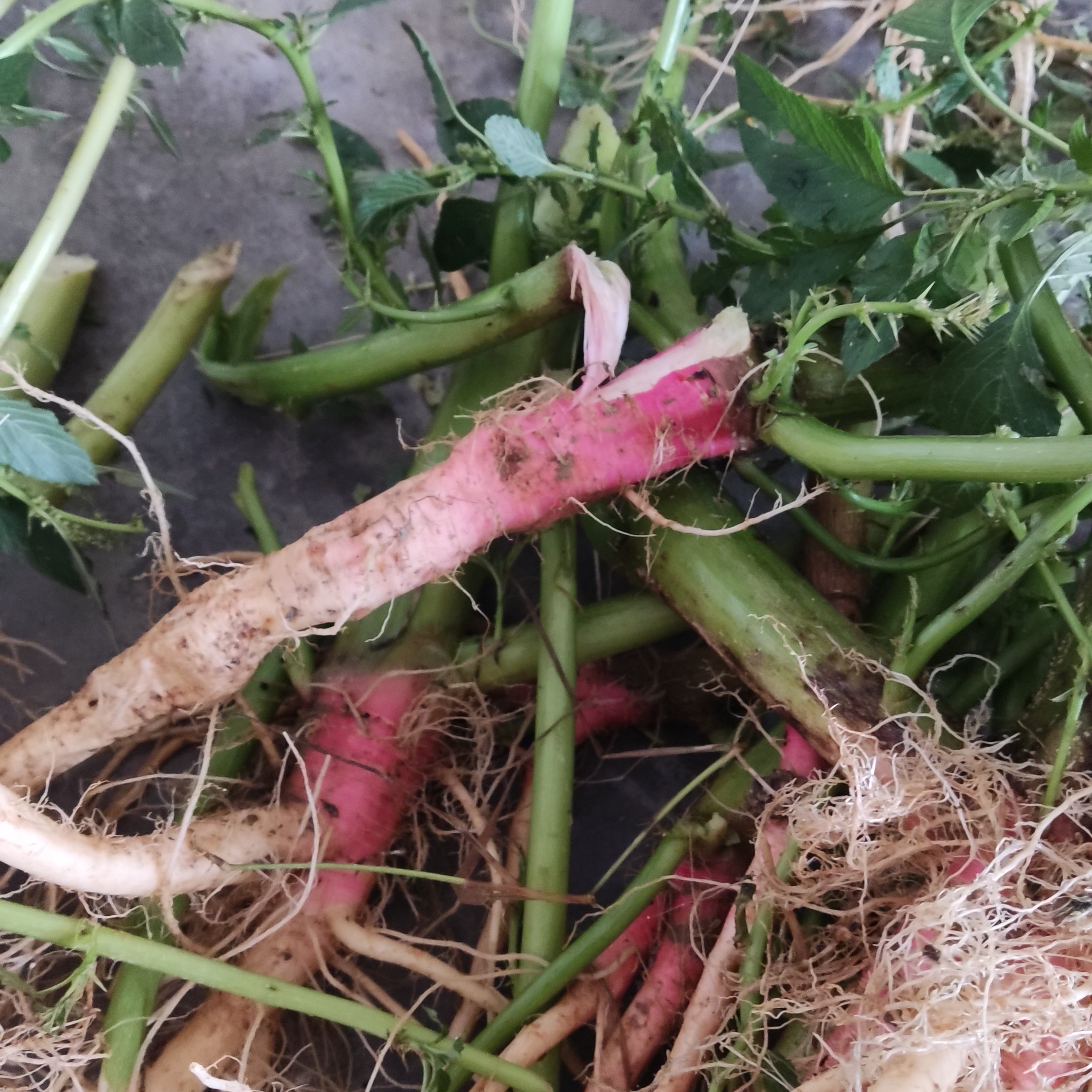 新鲜野生红刺苋菜根红梗刺苋菜根刺苋根野菜头刺苋菜头刺马齿苋菜