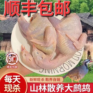 新鲜鹧鸪活鸟现杀东北飞龙非竹鸡养殖鹧鸪肉呱呱鸡农家散养老鹧鸪