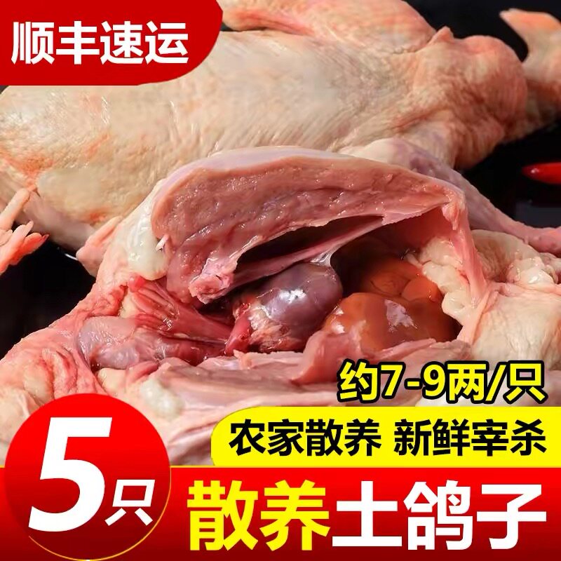 鸽子新鲜乳鸽子炖煲汤农家散养土鸽子鲜活肉生鲜冷冻老鸽子活鸽子