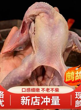 老鹧鸪鸟飞龙新鲜现杀嘎嘎鸡鸟肉非竹鸡斑鸠散养东北特产顺丰包邮