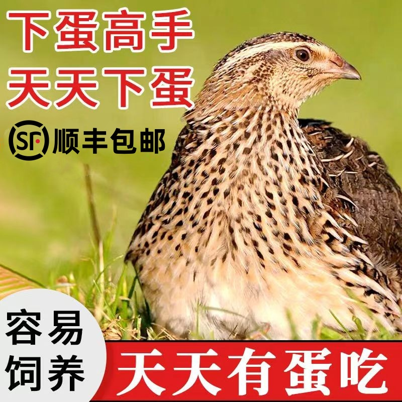 天天下蛋青年鹌鹑鸟活体阳台可养