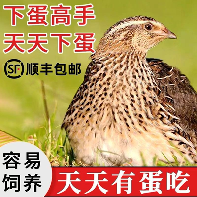 天天下蛋青年鹌鹑鸟活体阳台可养