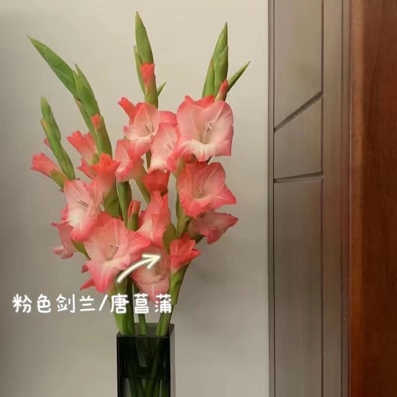 卧室插花懒人节节高剑兰基地直发