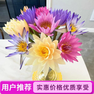 精品睡莲鲜花荷花带花苞花束水培植物室内插花水养莲花广州直发
