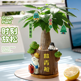 【放青松】发财树小盆栽客厅办公室内桌面绿植小摆件植物创意礼物