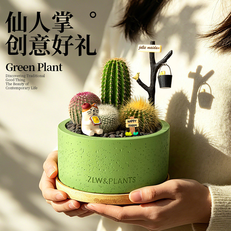 仙人掌盆栽组合多肉植物小仙人球办公室工位桌面绿植教师节礼物
