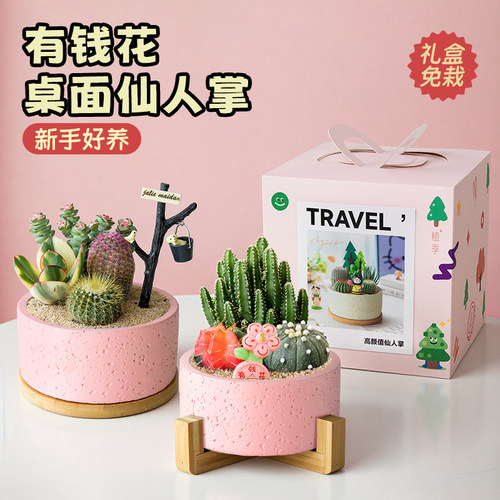 多肉植物办公室桌面摆件懒人好养