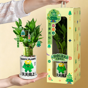 节节高富贵竹植物客厅招财盆栽室内桌面步步高升竹子绿植礼物 植季