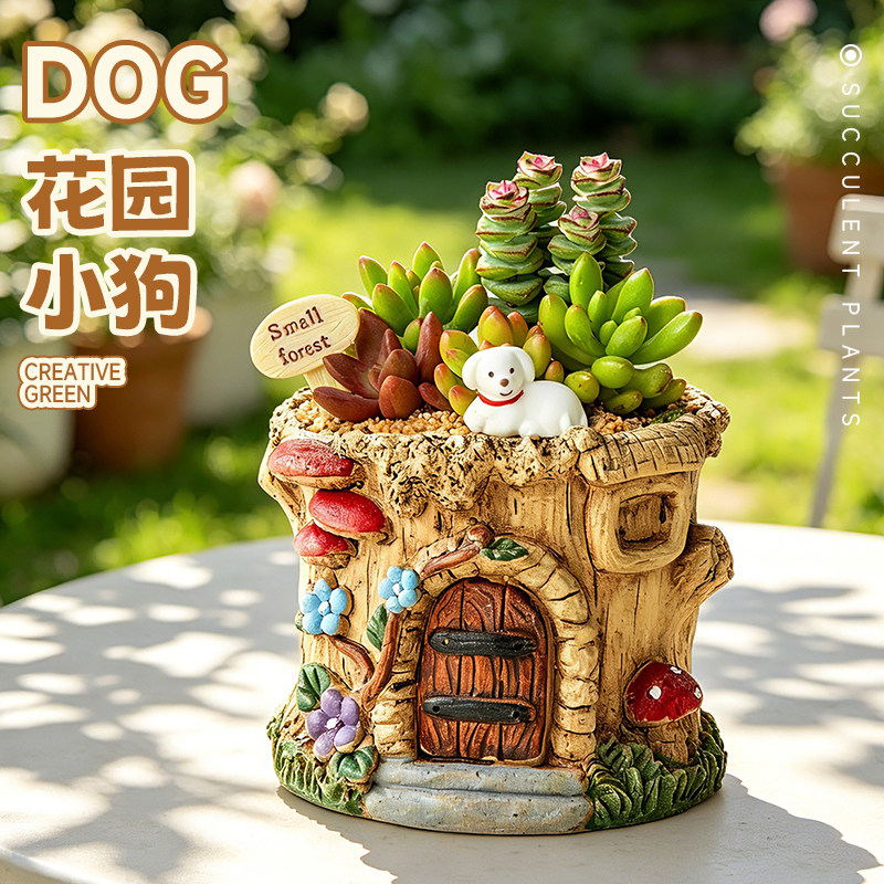 多肉植物可爱仙人掌好养小盆栽图片