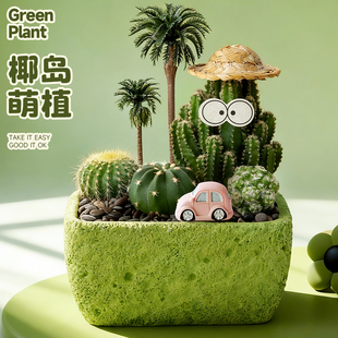 多肉组合小盆栽办公室绿植客厅桌面摆件仙人掌植物创意生日礼物
