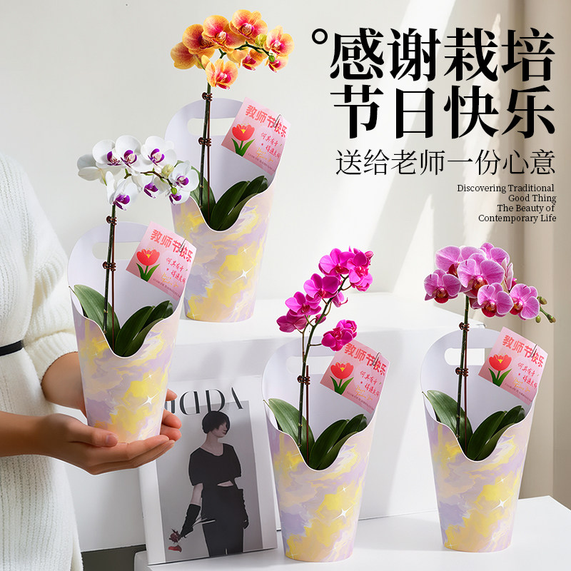 蝴蝶兰鲜花盆栽教师节礼物送女老师花束办公室桌面花卉绿植盆景