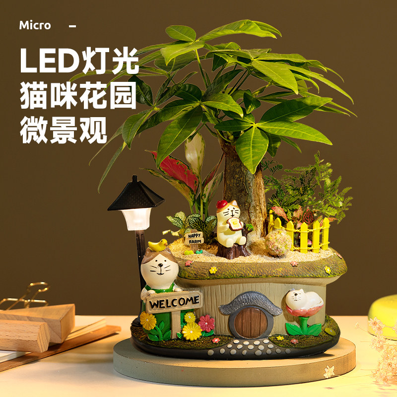发财树小盆栽微景观龙猫摆件文竹办公室桌面绿植生日礼物植物盆景