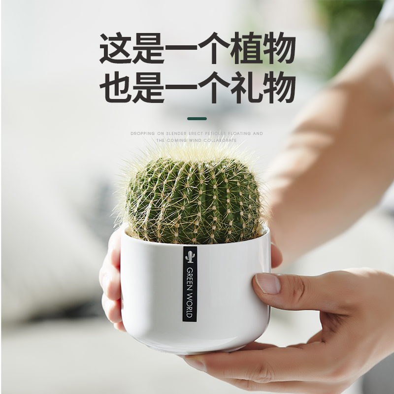 仙人球盆栽室内花卉仙人掌类电脑桌面绿植小盆栽可爱多肉植物盆景