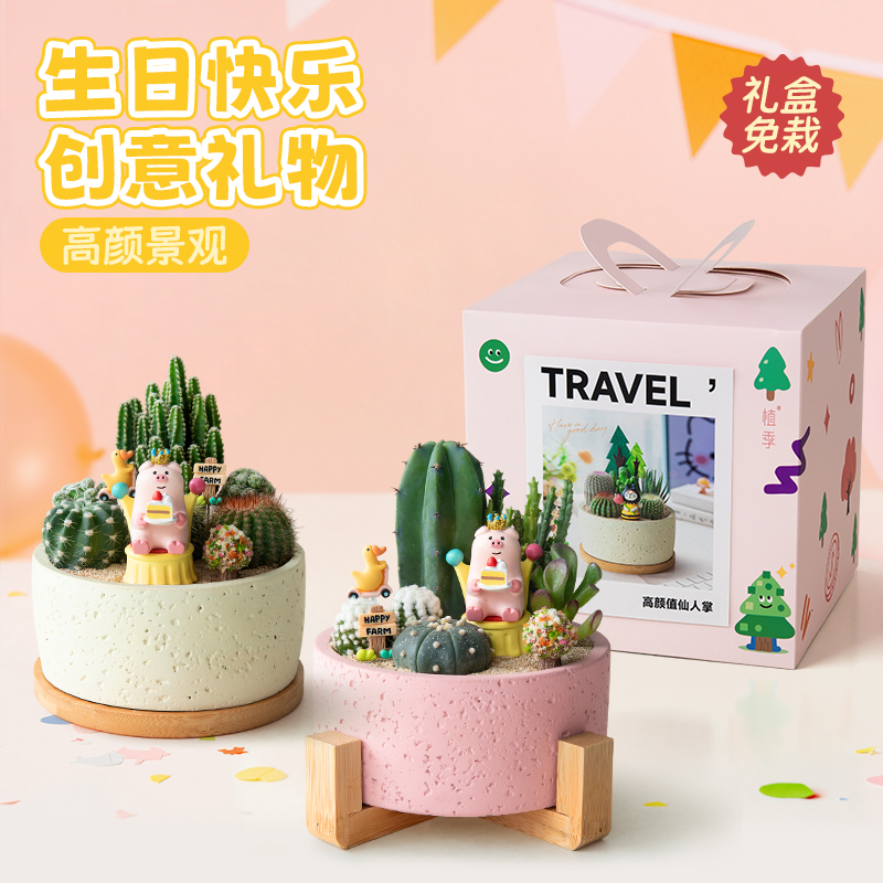 植季多肉植物盆栽仙人掌盆景仙人球办公室工位桌面绿植生日礼物女