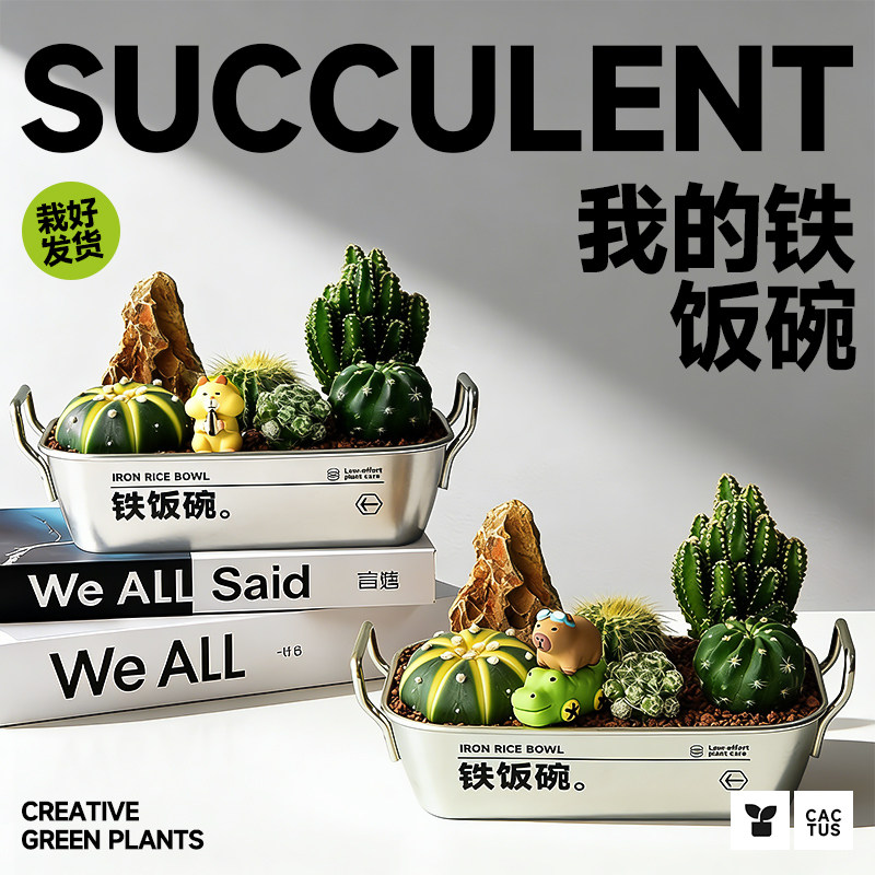 铁饭碗盆栽创意解压情绪植物桌面绿植多肉仙人掌懒人好养生日礼物