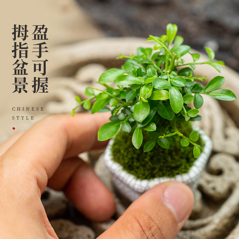 九里香盆栽桌面迷你植物