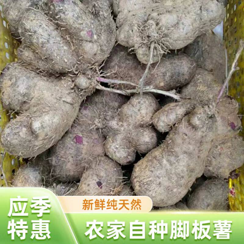 广西农家种植大脚板毛薯现挖蔬菜