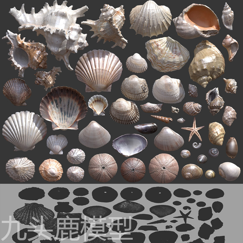 maya 3Dmax unity blender c4d三维写实海螺贝壳模型素材源文件