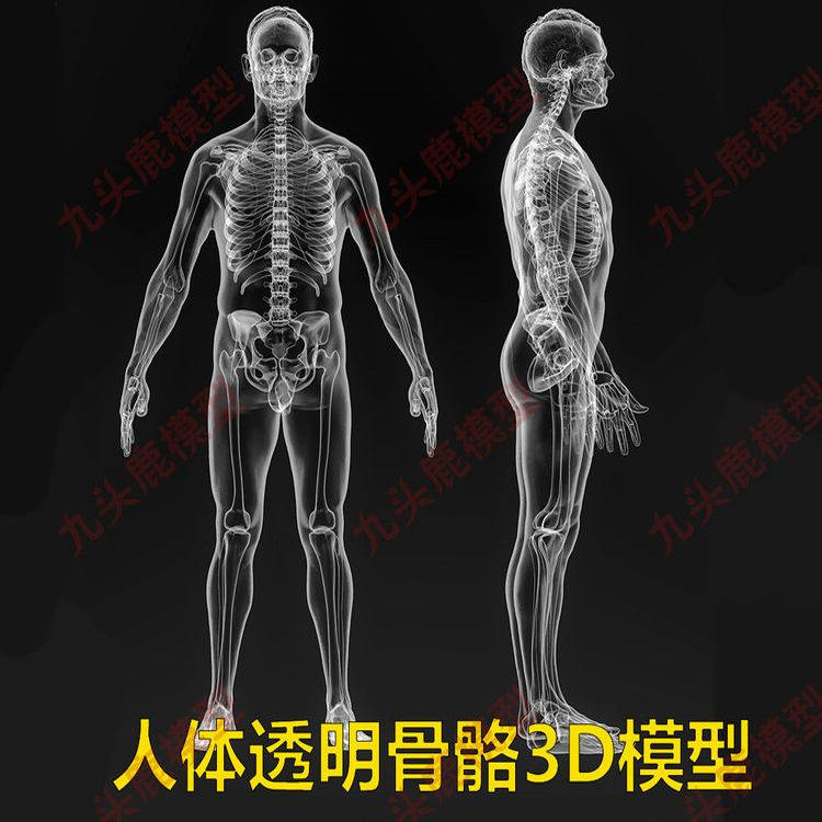 现代X光人体骨骼骨架3D模型MAX透明人物C4D骨骼模型图片素材