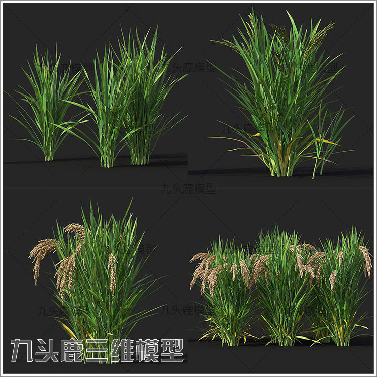 maya 3Dmax c4d blend ue4三维写实食户外植物农作物水稻模型素材