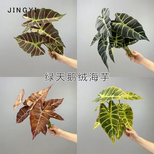 仿真天鹅绒海芋田园造景植物