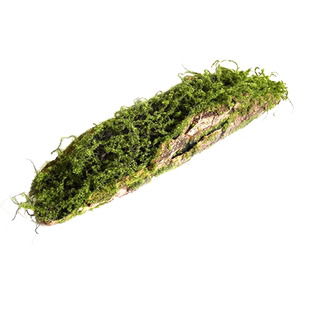 创意苔藓树皮摆件园林装饰青苔造景橱窗热带雨林植物角垂挂吊球