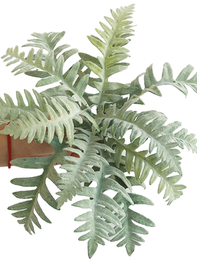 仿真景观工程绿植蕨类雨林自然