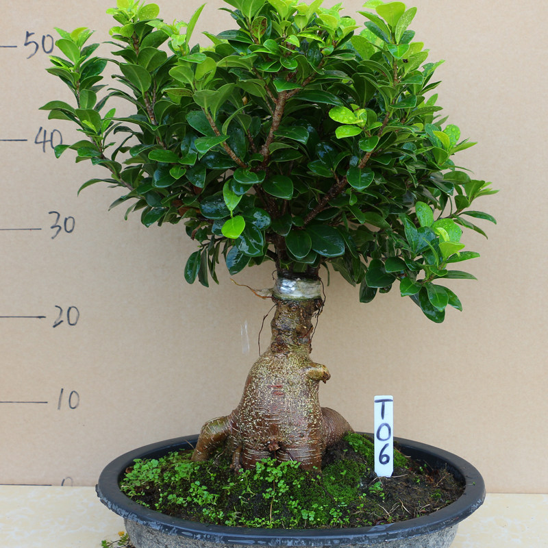 小叶榕树盆景树桩人参造型老桩榕树室内花卉盆栽绿植盆景四季常青