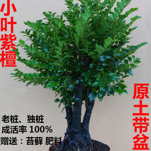 名贵小叶紫檀盆景树桩单头客厅