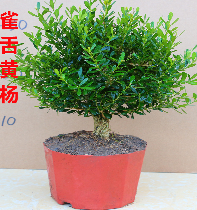 雀舌黄杨盆景树桩绿植室内办公室小叶皱皮黄杨木盆栽花卉四季常青