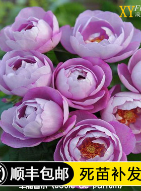 欧月羊脂香水月季花 浓香多花月季阳台绿植盆栽丰花月季苗 淡紫色