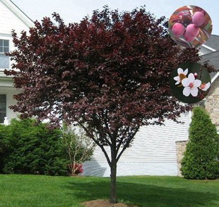 紫叶李树苗工程紫叶李树红叶李子树苗木正宗园林绿化紫叶李子树苗