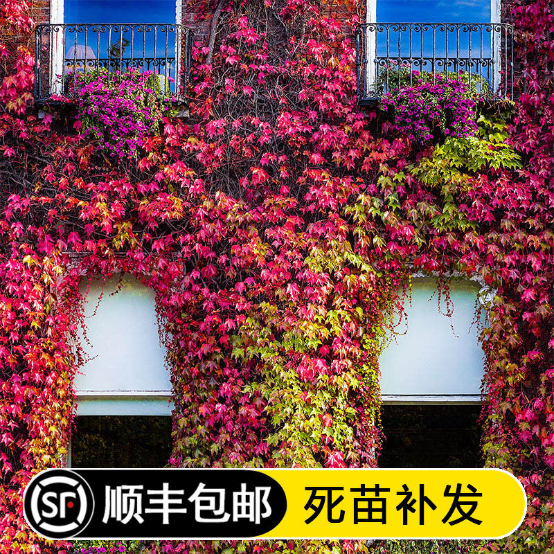 爬山虎苗红色三叶爬墙虎苗爬藤植物户外攀援室内多季盆栽五叶地锦