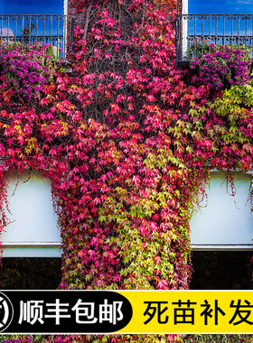 爬山虎苗红色三叶爬墙虎苗爬藤植物户外攀援室内多季盆栽五叶地锦