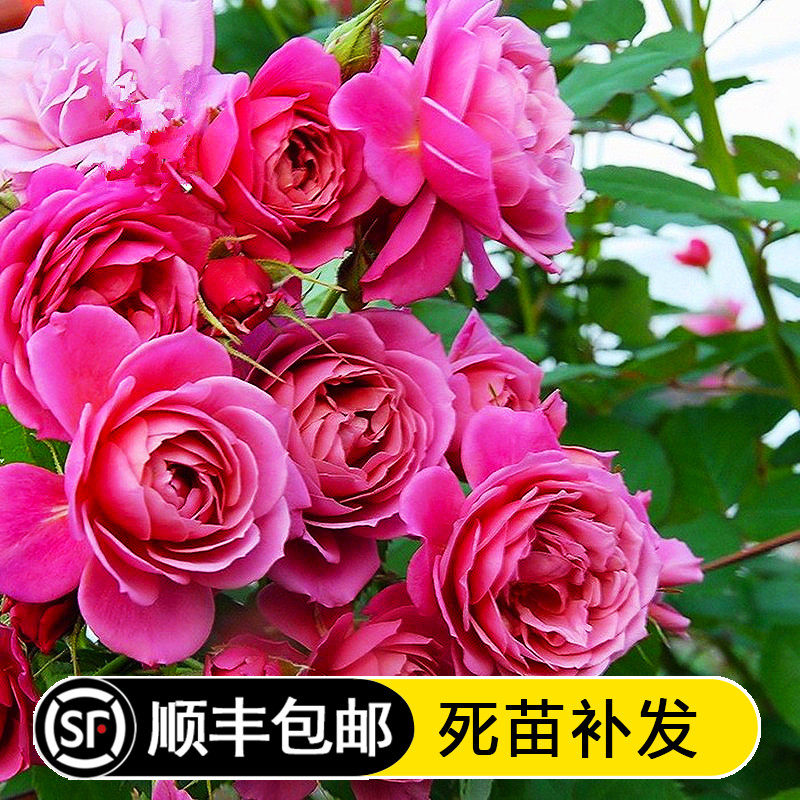 葵亚洲品种月季花苗灌木丰花大花庭院阳台盆栽紫红色复古色切花香