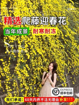 连翘阳台报春花迎盆景栽爬