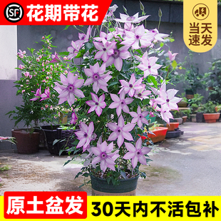 铁线莲鲜花藤乌托邦植物盆栽绿植银币花卉开花爬室内倒影小苗 四季