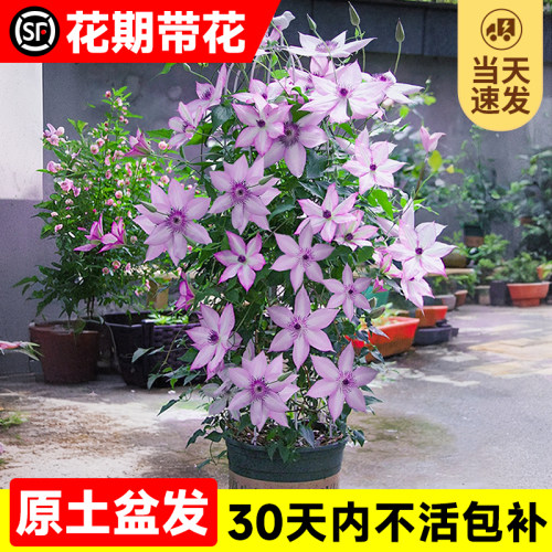四季铁线莲鲜花藤乌托邦植